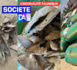 Criminalité faunique : La douane opère une saisie de plus d’une tonne d’ailerons de requin estimée à 418 millions de francs CFA