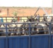 Autosuffisance en viande/ Réception 300 boeufs Guzera :" Sur les 297 000 tonnes de viande obtenues en 2021, la contribution de la filière bovine est de -30 %" (Ousmane Mbaye)