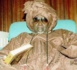 Cheikh Abdoul Ahad, le maître d’œuvre du projet de société de Cheikh Ahmadou Bamba   (par Cheikhoul Khadim Mbacké ibn Serigne Modou Abdoul Ahad)