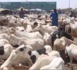 Rufisque/Tabaski 2023 : le prix du mouton toujours intouchable au moment où l'oignon est vendu à 16000f et la pomme de terre à 12 500