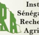 Décrets en souffrance dans les tiroirs des  ministères - Les chercheurs de l’ISRA s’inquiètent et parlent de négligence regrettable !
