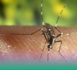 Épidémie de Chikungunya : Après Kédougou, Tambacounda enregistre 01 décès et 42 cas