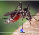Burkina: 214 morts de la dengue depuis le 1er janvier