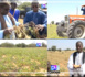 (REPORTAGE) TOUBA - Incursion dans les champs de Serigne Abdou Lahad Diakhaté en cette fin d’hivernage à Touba- Mouride