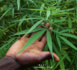 VELINGARA : un champ de cannabis démantelé à Sadaga.