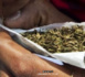 Consommation de chanvre indien: un groupe de vieux tombe avec 125 grammes de cannabis.