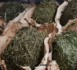 Rufisque/Lutte contre le trafic de drogue : 208 Kg de Yamba saisis à la plage de Thiawlène