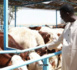 Élevage : Le PM Amadou BA réceptionne 1300 génisses gestantes à haut potentiel de laitier, à Niague