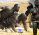 Reug Reug met en garde Modou Lô : « Je ne suis ni Ama Baldé ni Boy Niang… Ma relation avec Eumeu Séne »