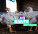 Grippe aviaire : l’OMS manifeste son 