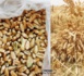 Kolda-Bassin de l'Anambé : Récolte des premières expériences de blé...