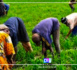 Contribution à la réorganisation institutionnelle de la recherche agricole au Sénégal