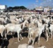Linguère :La gendarmerie de Yang Yang arrête un berger  voleur  d'une   vingtaine de moutons