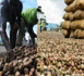 Transport de noix d'anacarde : L'autorité rouvre la voie terrestre, aux 250 camions bloqués, ce  lundi