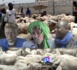 Foirail de Rufisque : l’acheminement des moutons compris entre 200 et 500.000FCFA inquiète les éleveurs (reportage).