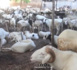 TOUBA- 280 moutons et 34 millions - Serigne Sidy Nar Diène réitère son geste envers Serigne Mountakha