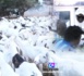 TOUBA- Les Baayfaal donnent 1158 moutons bien lavés et bien parfumés au Khalife Général des Mourides