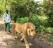 Quand le ministre de l'enseignement supérieur et de la recherche Pr Mary Teuw Niane se promène avec des lions