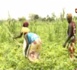 Bambey : Bonne pluviométrie et matériel agricole font espérer