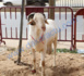 Les voleurs dérobent les moutons de Tabaski de l'adjoint au sous-préfet de Sagatta