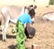 Bélél Diawdi, Podor : Là où des ânes boivent du lait de vache !