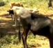 BIGNONA : L'élevage se modernise et opère des ruptures (vidéo)