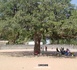 KOLDA : À la découverte de l’arbre des AG de grèves de l’ancien lycée Alpha Molo Baldé…
