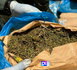 Ziguinchor : la police neutralise un réseau de trafiquants de drogue, 8 kg de chanvre indien saisis