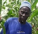 130 milliards mobilisés pour la campagne agricole de 2025-2026 :  Les paysans de Linguère listent leurs doléances et réclament "2000 tonnes d'arachide"