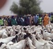 Dahra Djoloff / Visite du Secrétaire d’État : Les éleveurs saluent l’approvisionnement en moutons, mais déplorent la cherté des aliments de bétail