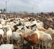 Kaolack – Tabaski 2025 : Près de 60 000 têtes de moutons déjà recensées