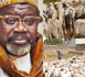 Médina Baye : L’Imam Cheikh Tidiane Aliou Cissé distribue 700 béliers aux familles démunies à l’occasion de la Tabaski 2025