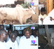 GUÉDÉ 2025 — Cheikh Bass reçoit les bœufs convoyés par Serigne Sidy Abdou Lahad dans le cadre du magal de Serigne Abdou Khadre