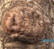 Vidéo : « Alahou » inscrit sur un caïlcédrat à Thiès…Regardez 