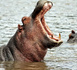 Côte d'Ivoire: un hippopotame fait chavirer une pirogue, 11 disparus
