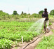 [ Contribution] Lettre ouverte au Président Bassirou Diomaye Diakhar Faye sur la face cachée de la crise de l’horticulture au Sénégal