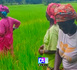 ‎Autosuffisance en riz à Kolda : Le PAIS (programme agricole Italie-Sénégal) satisfait de sa campagne... ‎