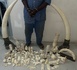 Criminalité faunique : 50 kg d’ivoire d’éléphant composé de deux défenses d’éléphant et d'objets en ivoire sculptés, saisis à Dakar