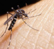 Virus Zika : L'OMS estime possible une «augmentation significative» du nombre de cas dans des zones non touchées