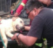 Ce chien a donné sa propre vie pour en sauver sept autres !