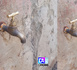 ‎KOLDA : Les coupures d'eau indisposent les populations en plein ramadan...