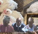 Korité 2026 : forte mortalité des poussins, hausse des coûts de production et risque de pénurie de poulets chez les éleveurs