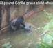 Un zoo tue son gorille après la chute d'un enfant dans l'enclos