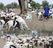 Thiès- crd préparatoire de la Tabaski:  230 mille moutons attendus...Vives inquiétudes avec la grève des transporteurs