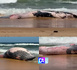 Guédiawaye : une baleine à bosse échoue sur la plage en face du Tribunal
