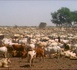 Vol de bétail à Touba Sam Fall : la gendarmerie de Dahra Djoloff arrête deux individus avec 24 moutons
