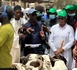 Tabaski 2026 à Dahra Djoloff : le défi du ministre Mabouba Diagne, « fournir 900.000 moutons pour compléter les 2 millions nécessaires »