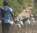 Tabaski 2026- Khelcom Biram: Un éleveur de moutons sauvagement agressé par des présumés voleurs de bétail