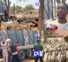 Tabaski 2026 : Des centaines de moutons invendus…les éleveurs réclament la tête du ministre Mabouba Diagne