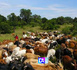 Vol de bétail à Oulampane : 116 bœufs emportés, plus de 35 millions FCFA partis en fumée